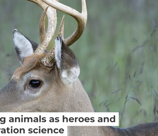 When species are described as ‘destructive’ or ‘harmful’ without sufficient context, it can shape how people perceive and treat them. Beata Whitehead/Moment via Getty Images